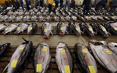 Chợ cá lớn nhất thế giới có gì đặc biệt?